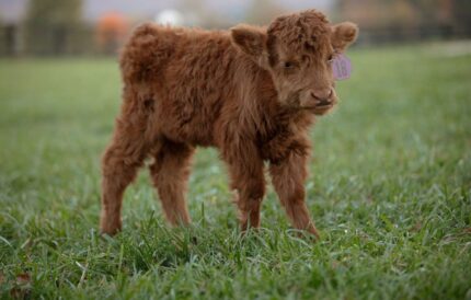 Eugenia - Chondro Neg. Heifer